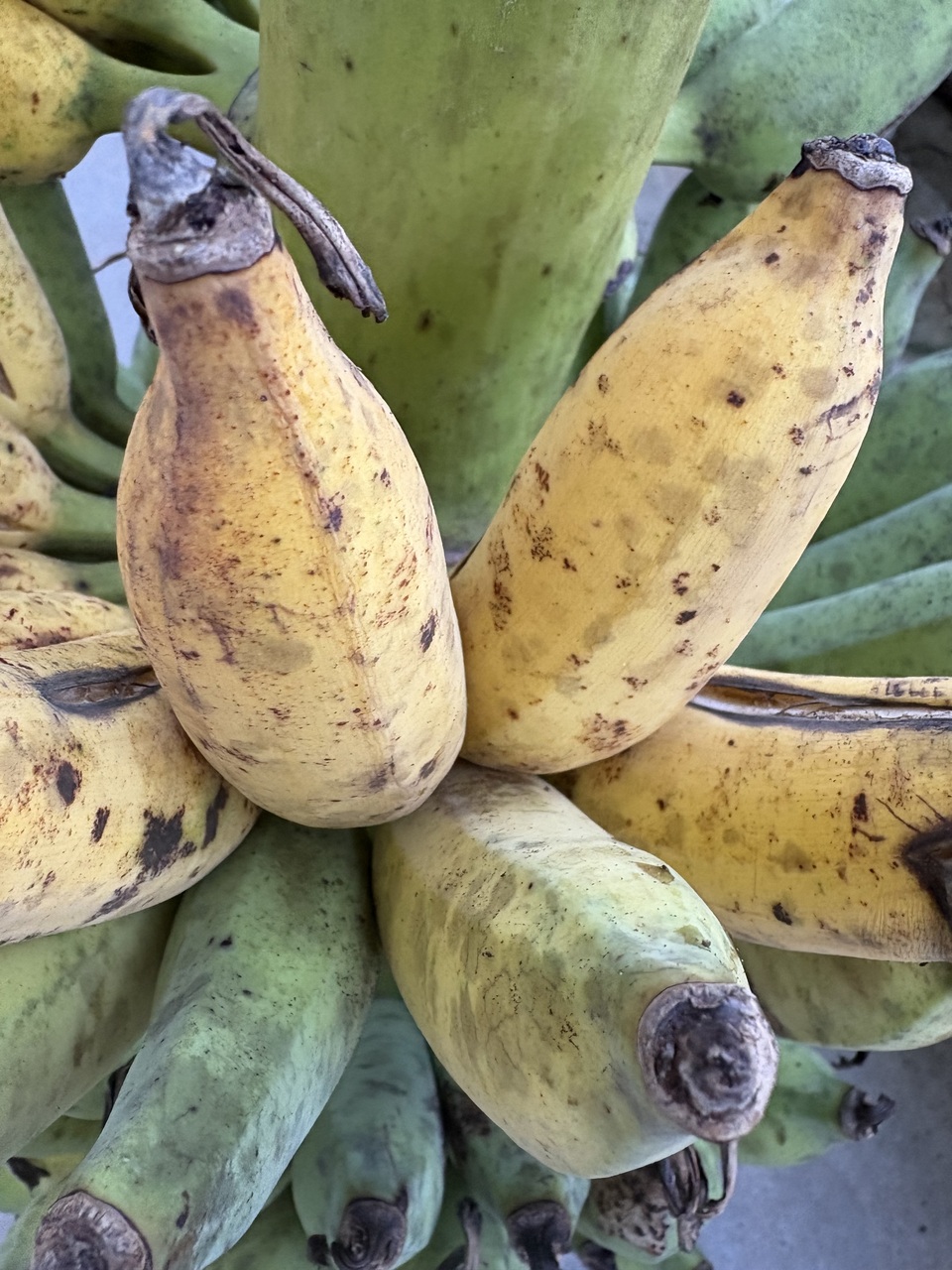 沖縄県産アップルバナナ　農薬や肥料は使わずなるべく自然のチカラで育てた🍌