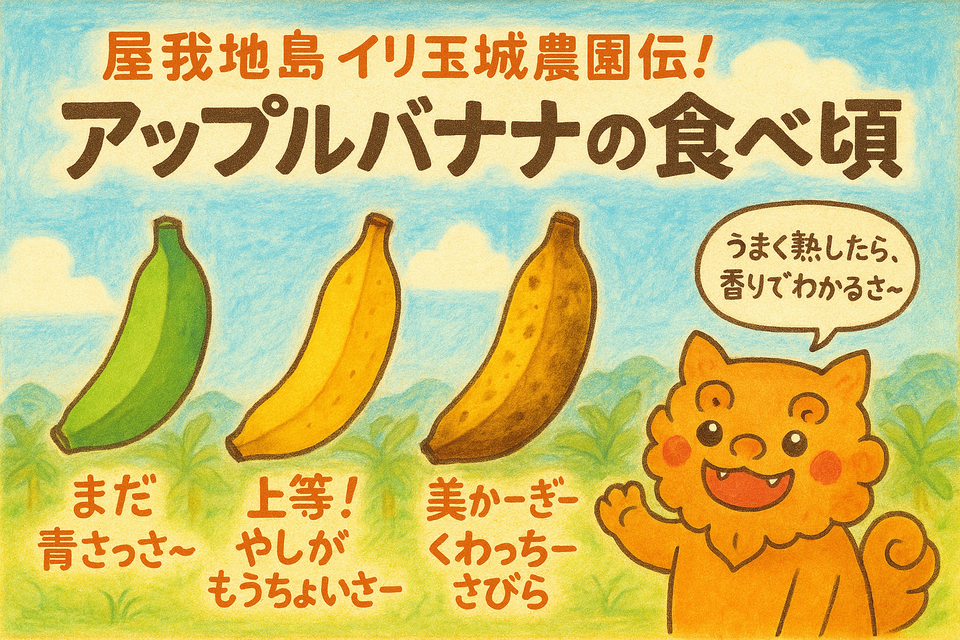 沖縄県産島バナナ　農薬や肥料は使わずなるべく自然のチカラで育てた🍌