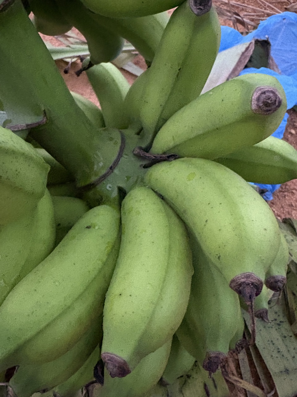沖縄県産島バナナ　農薬や肥料は使わずなるべく自然のチカラで育てた🍌
