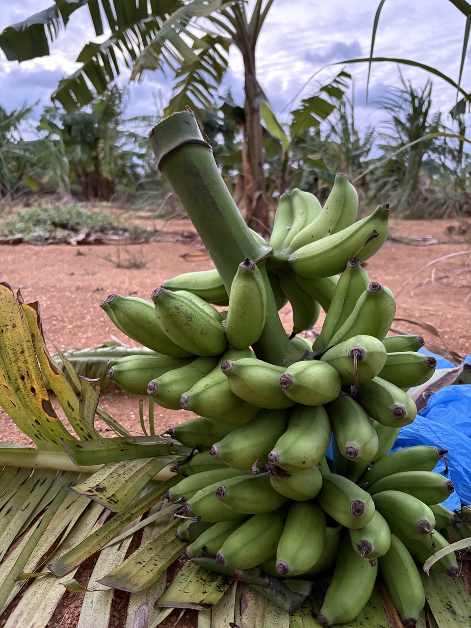沖縄県産島バナナ　農薬や肥料は使わずなるべく自然のチカラで育てた🍌
