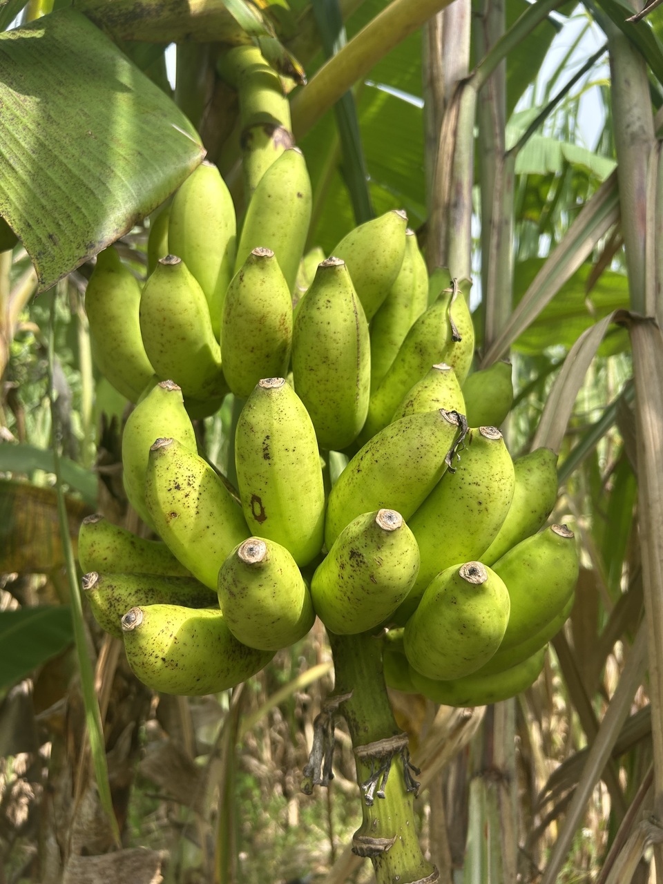 沖縄県産島バナナ　農薬や肥料は使わずなるべく自然のチカラで育てた🍌