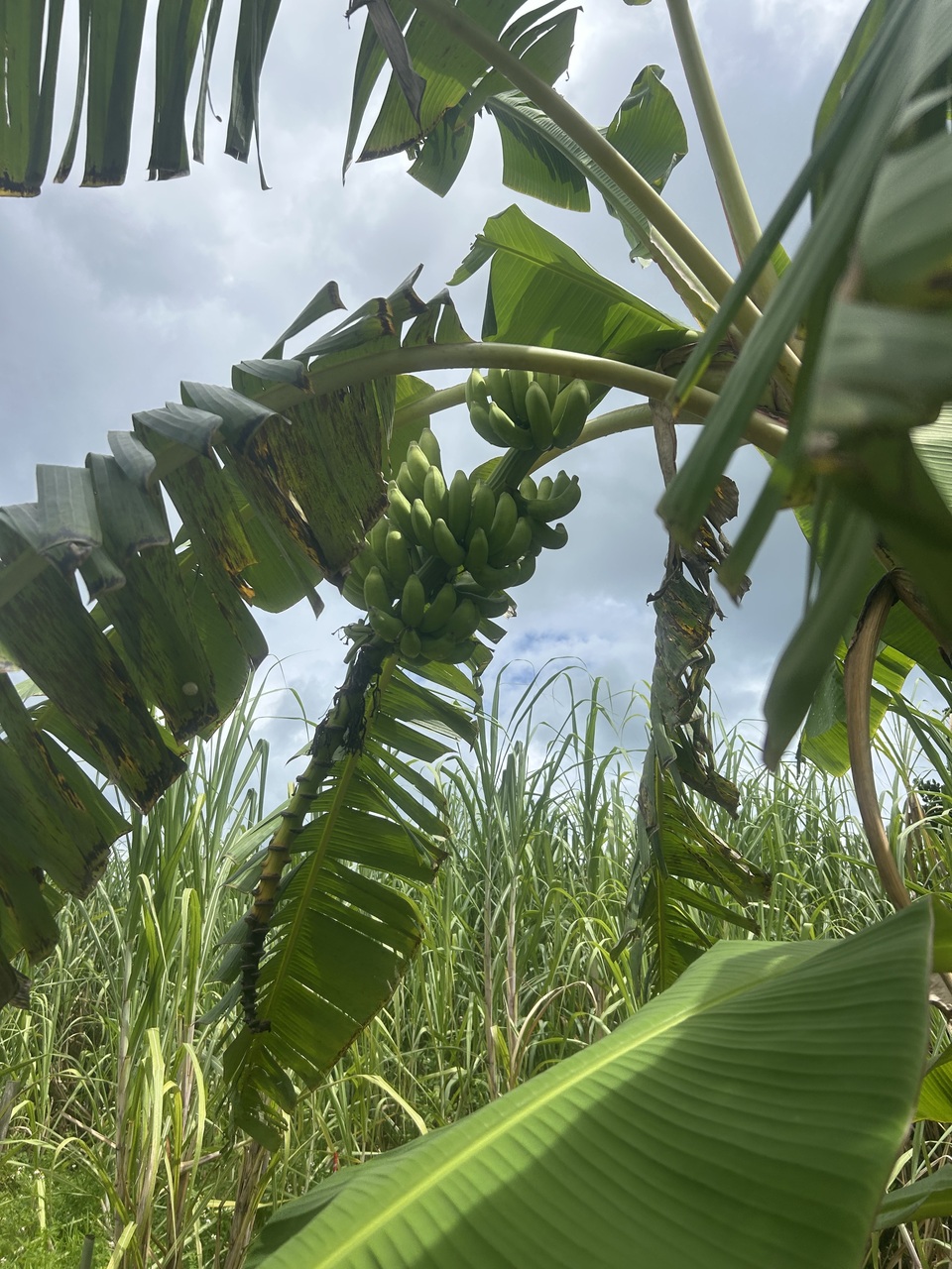 沖縄県産島バナナ　農薬や肥料は使わずなるべく自然のチカラで育てた🍌