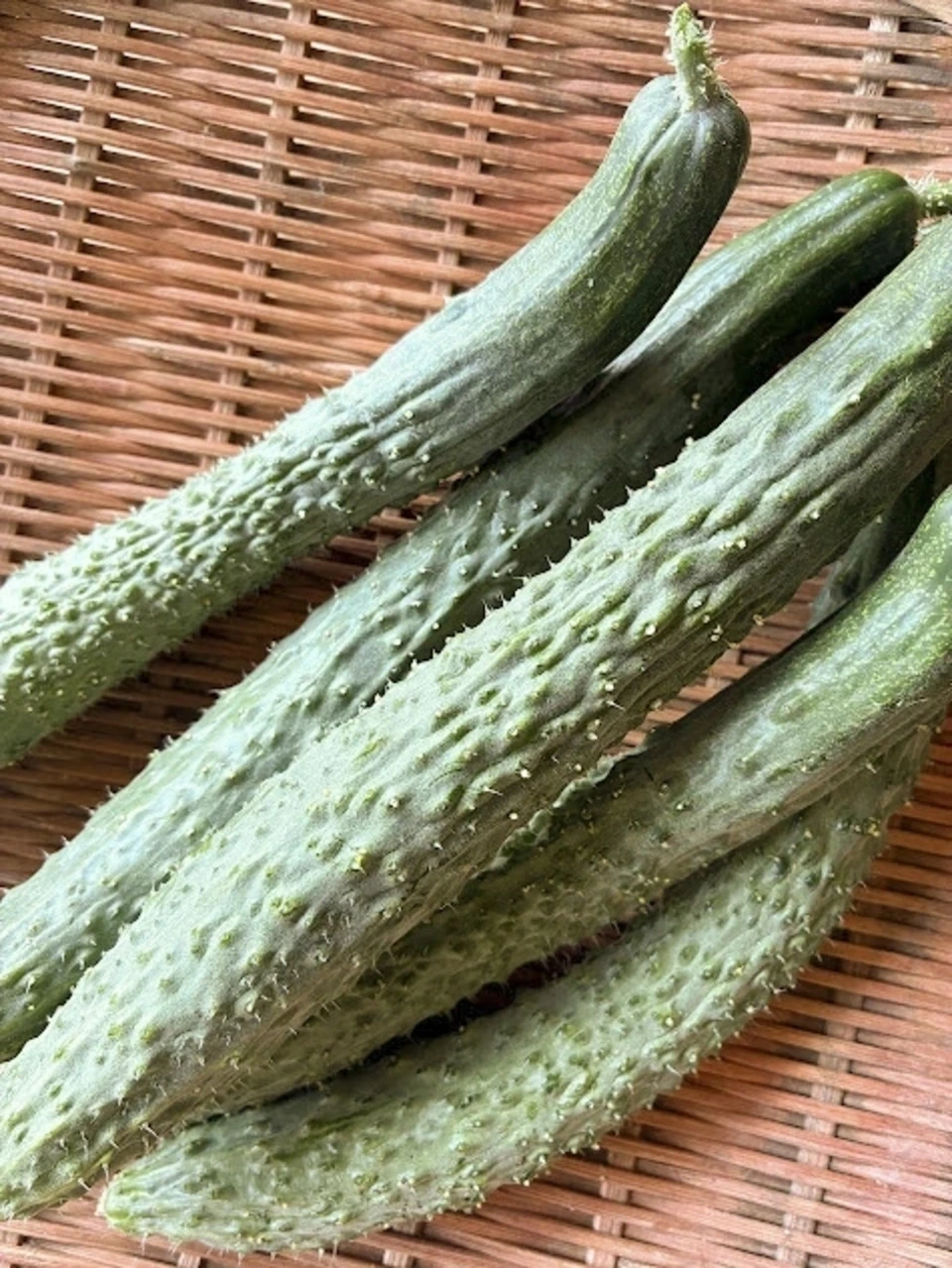 昔ながらの味わい【四葉(スーヨー)きゅうり】|露地栽培・農薬・肥料・除草剤不使用