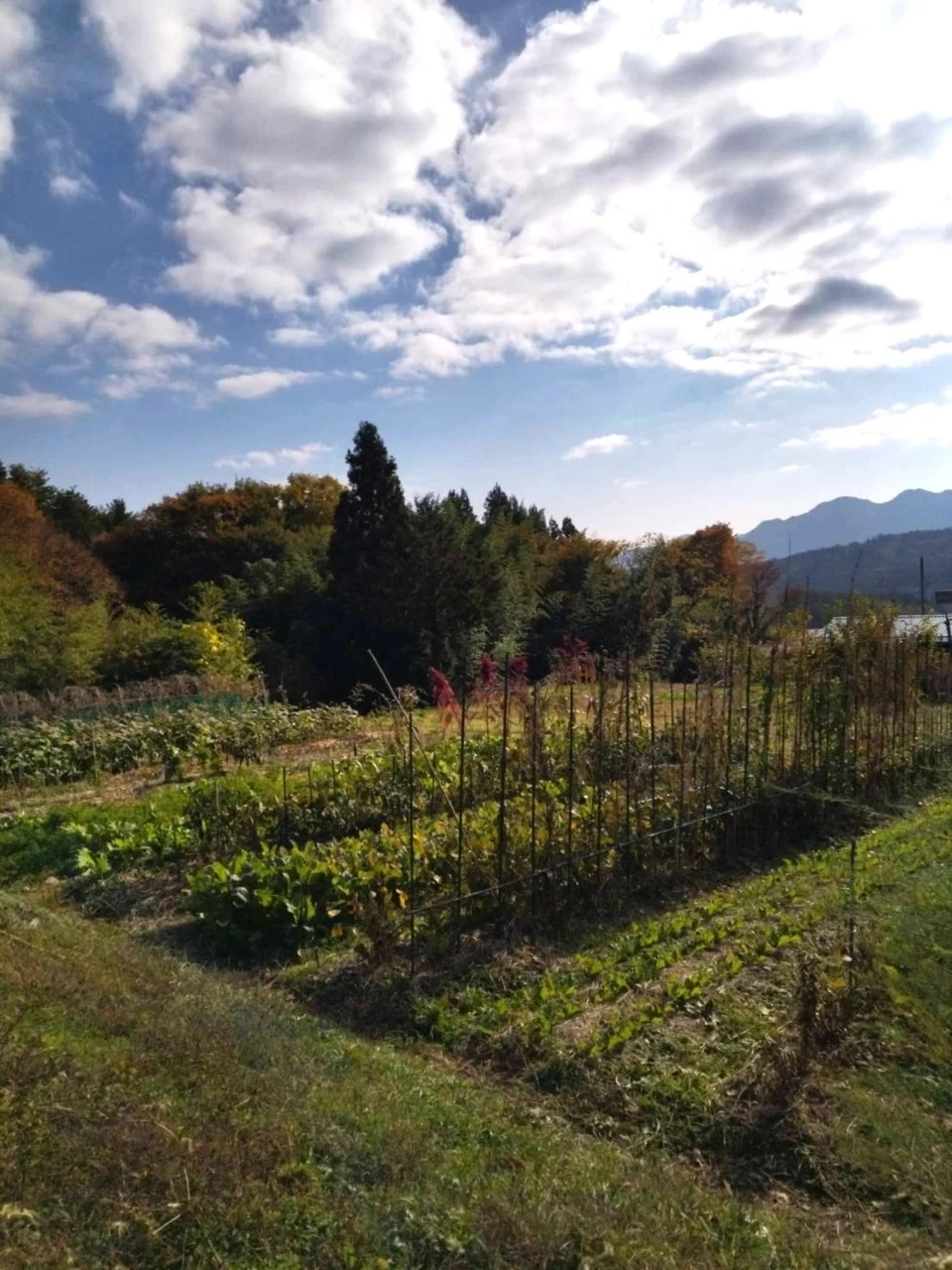 自然農【季節の野菜セット】農薬・肥料・除草剤不使用