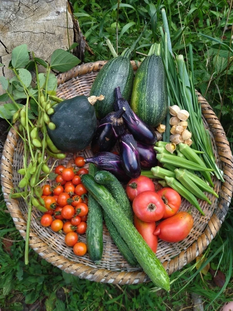 自然農【季節の野菜セット】農薬・肥料・除草剤不使用