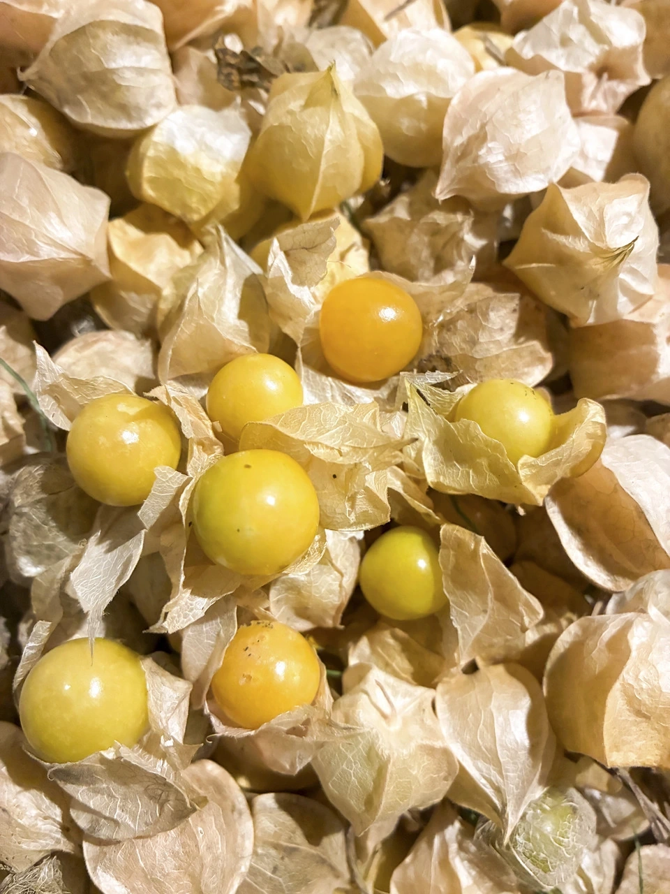 フルーツみたいな甘さ【小粒・食用ほおずき(ストロベリートマト)】農薬・肥料・除草剤不使用