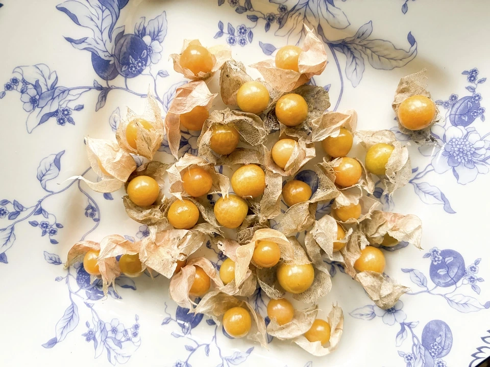 フルーツみたいな甘さ【小粒・食用ほおずき(ストロベリートマト)】農薬・肥料・除草剤不使用