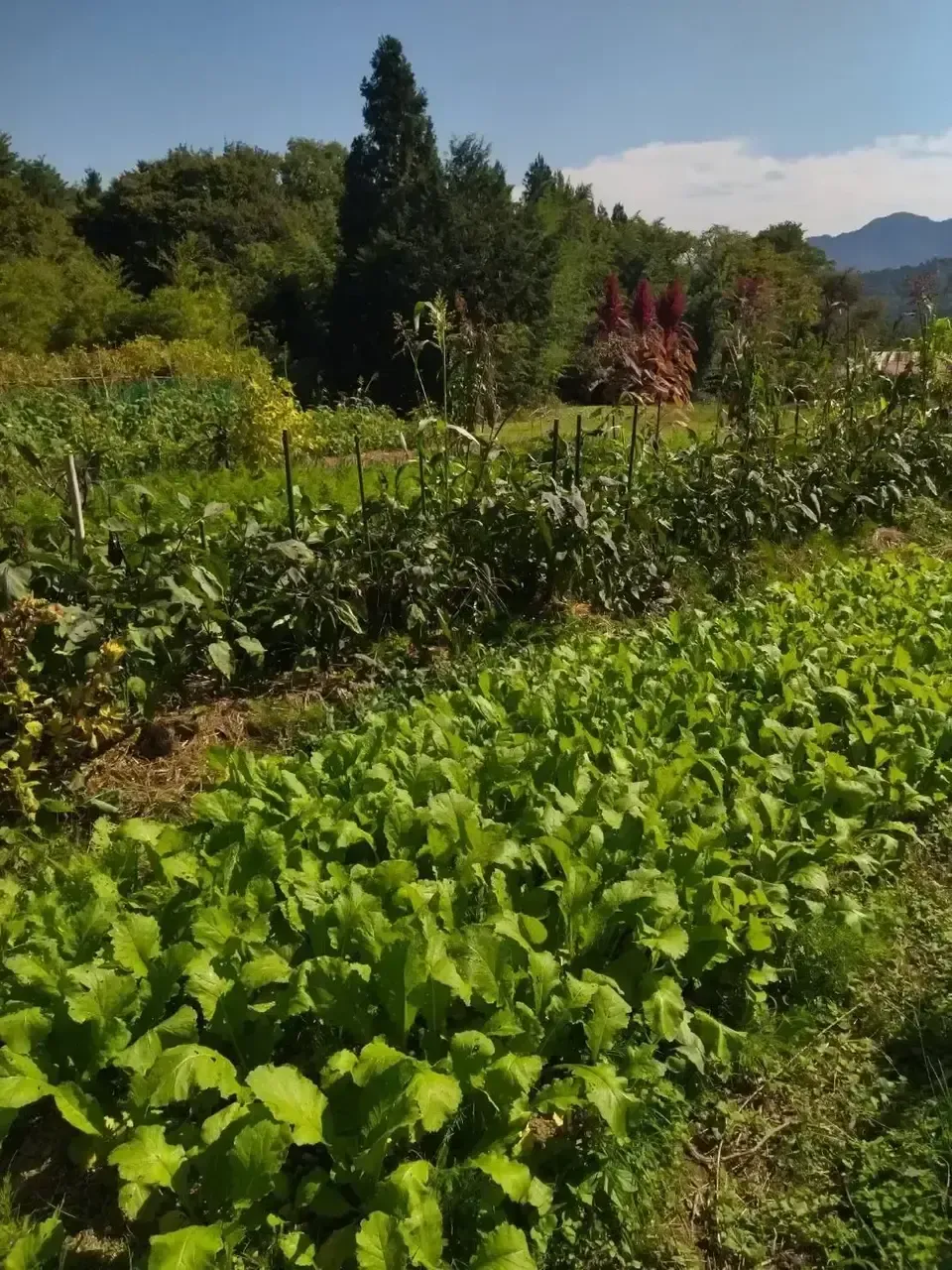 山あいで育つ【在来小豆】自家採種30年以上・農薬・化学肥料・除草剤不