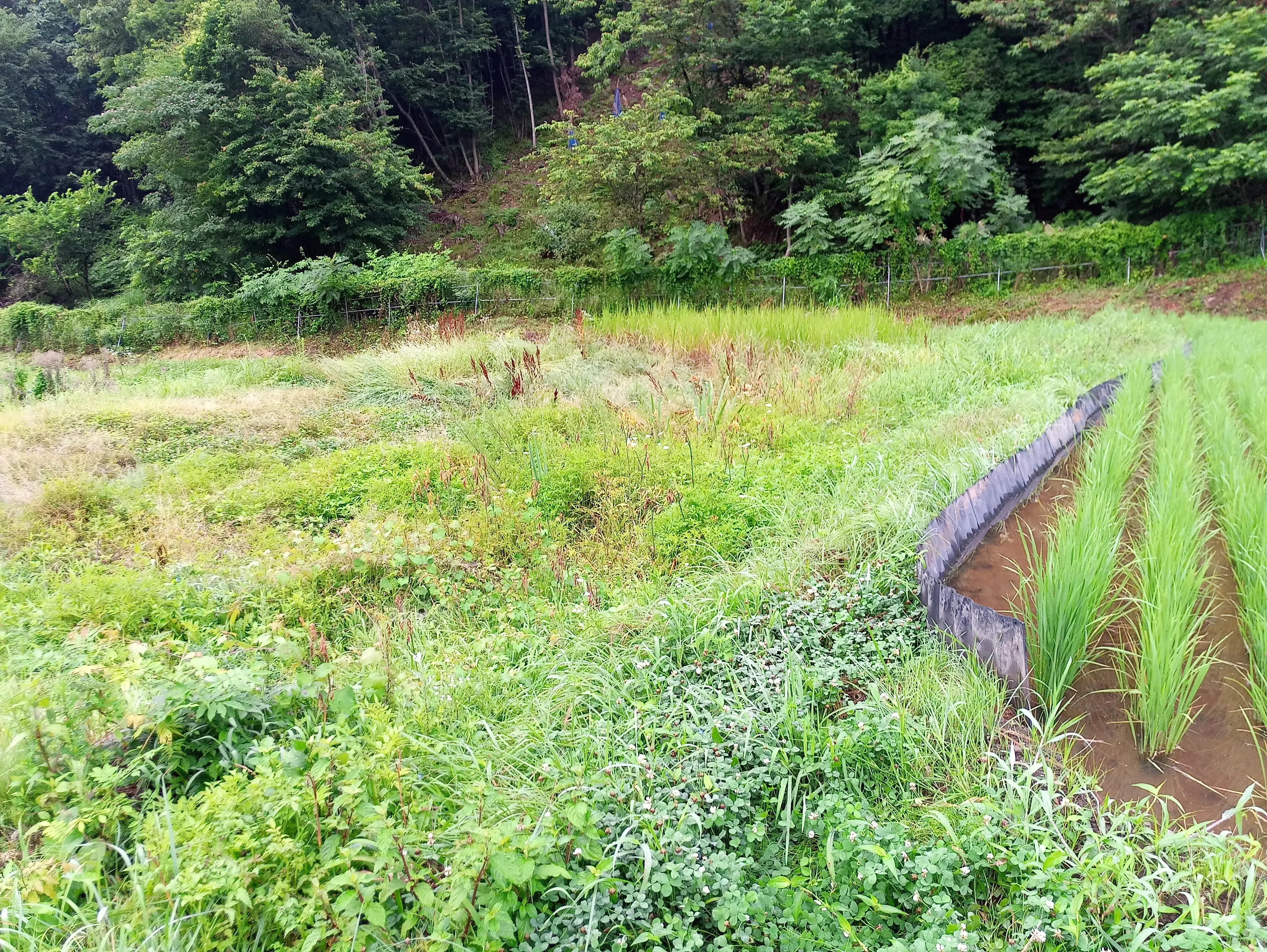 信州の在来大豆 【こうじいらず】農薬・肥料・除草剤不使用 彩り・なる