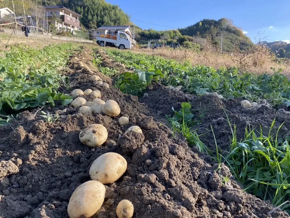 自然栽培】じゃがいも 2種類セット（出島・アンデスレッド） 和泉農園