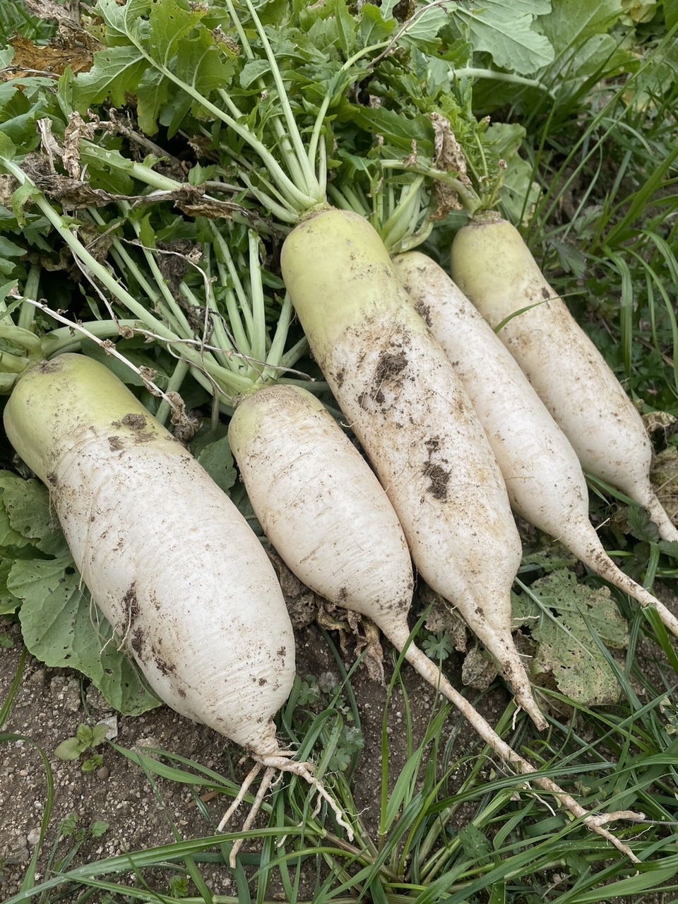自然栽培】大根（だいこん）（農薬・肥料不使用） 和泉農園 (愛媛県産 