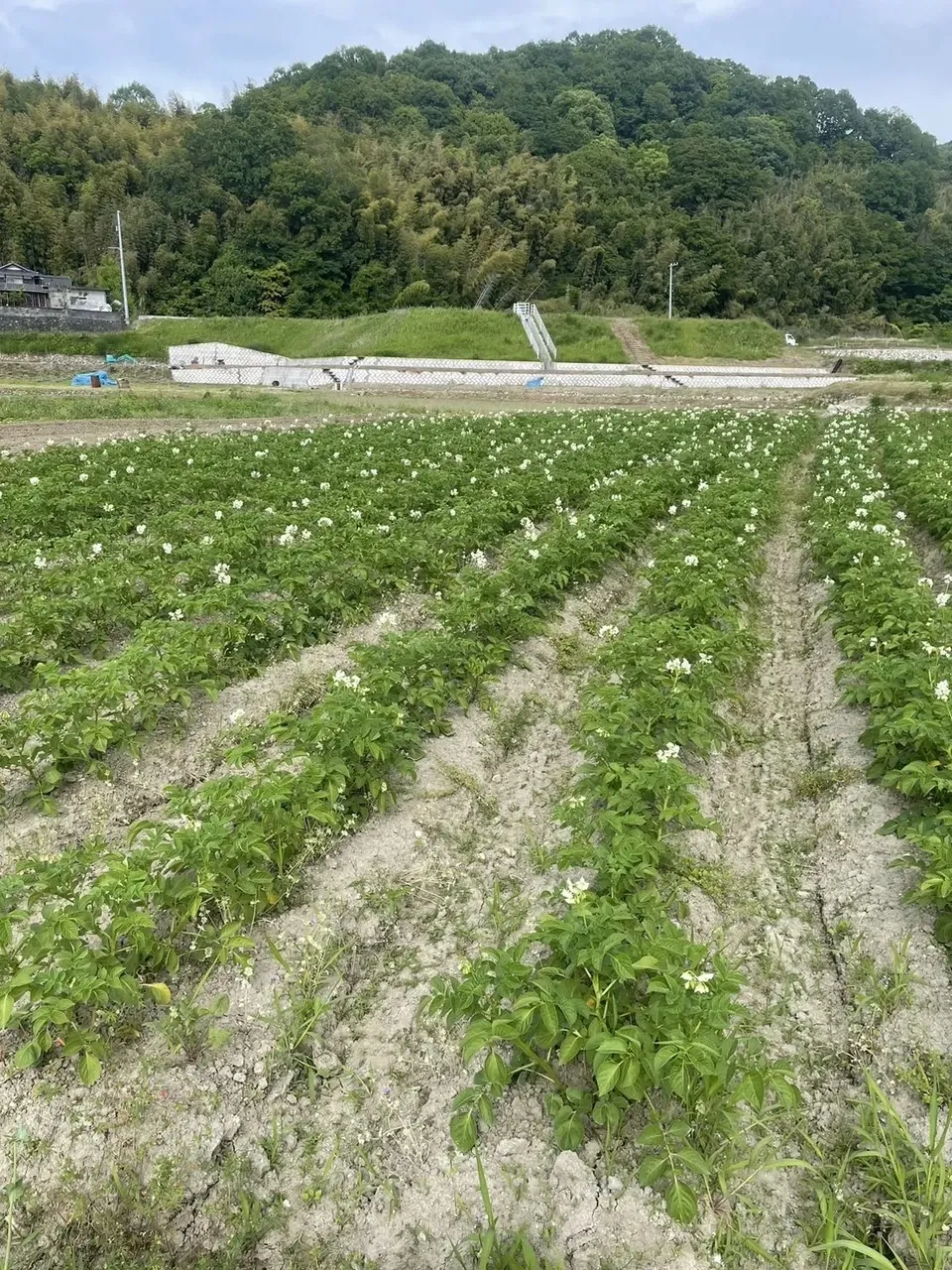 【自然栽培】ニシユタカ じゃがいも 肥料・農薬不使用