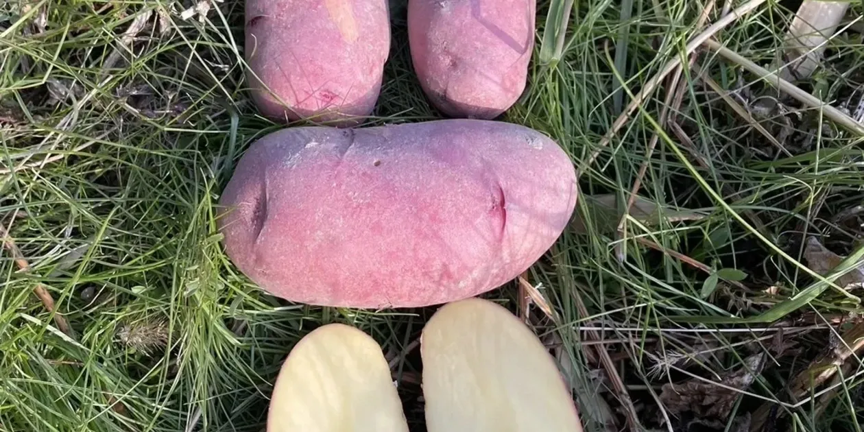 新じゃがいも レッドムーン 農薬不使用 20kg｜千葉県産 自然栽培】レッドムーン 赤じゃがいも（肥料・農薬不使用） 和泉農園
