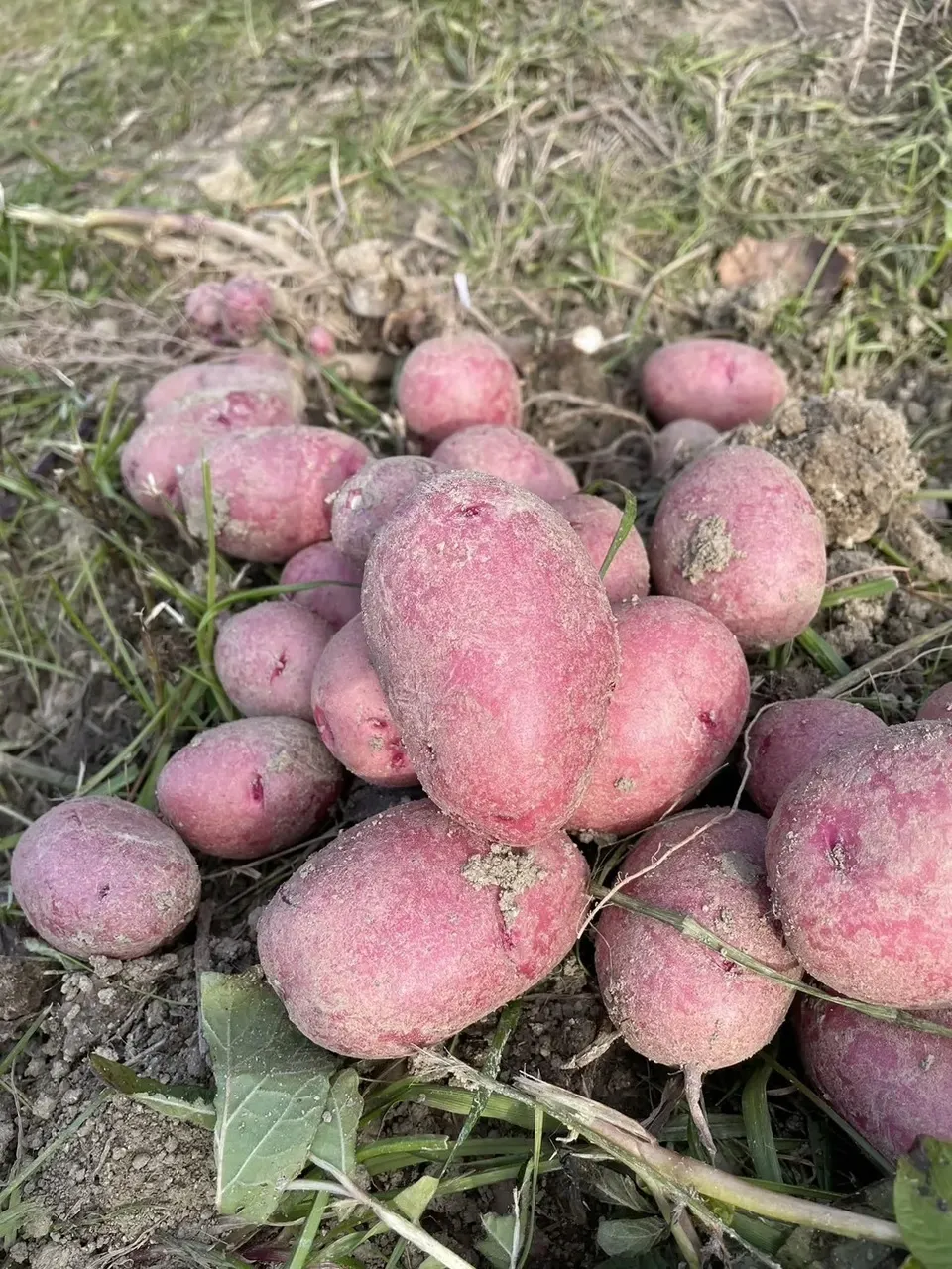 千葉県産　新じゃが　レッドムーン　20kg 千葉県産 新じゃが レッドムーン 20kg - メルカリ