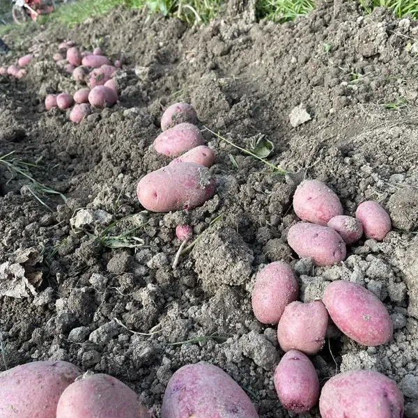 新じゃがいも レッドムーン 農薬不使用 20kg｜千葉県産 _600x600_250509181652.webp