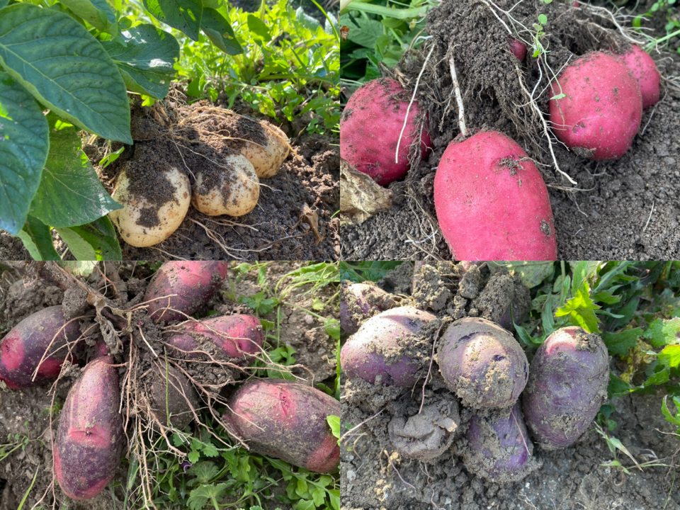 自然栽培】じゃがいも4種類食べ比べ （肥料・農薬不使用） 和泉農園