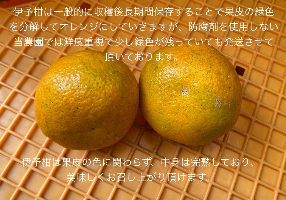 ピヨ　いよかん 20kg 完全無農薬 _600x600_1704974128.jpeg