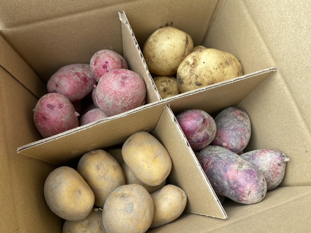 自然栽培】じゃがいも4種類食べ比べ (肥料・農薬不使用) 和泉 自然栽培】じゃがいも4種類食べ比べ (肥料・農薬不使用) 和泉
