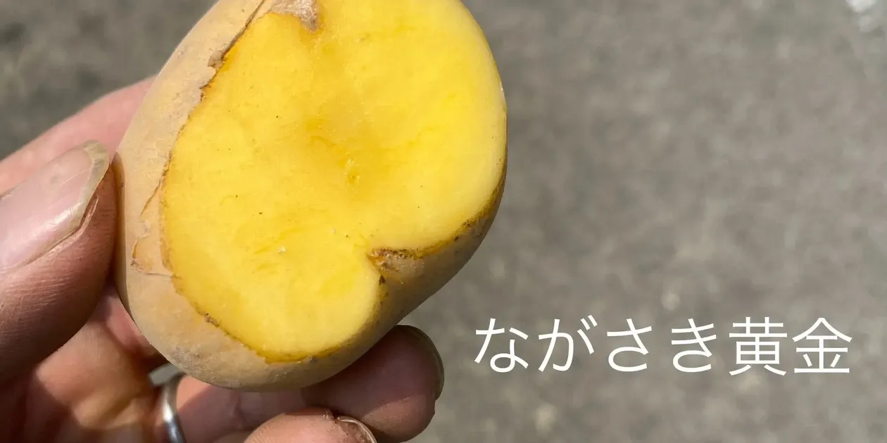 自然栽培】ながさき黄金じゃがいも 肥料・農薬不使用 和泉農園 (愛媛県