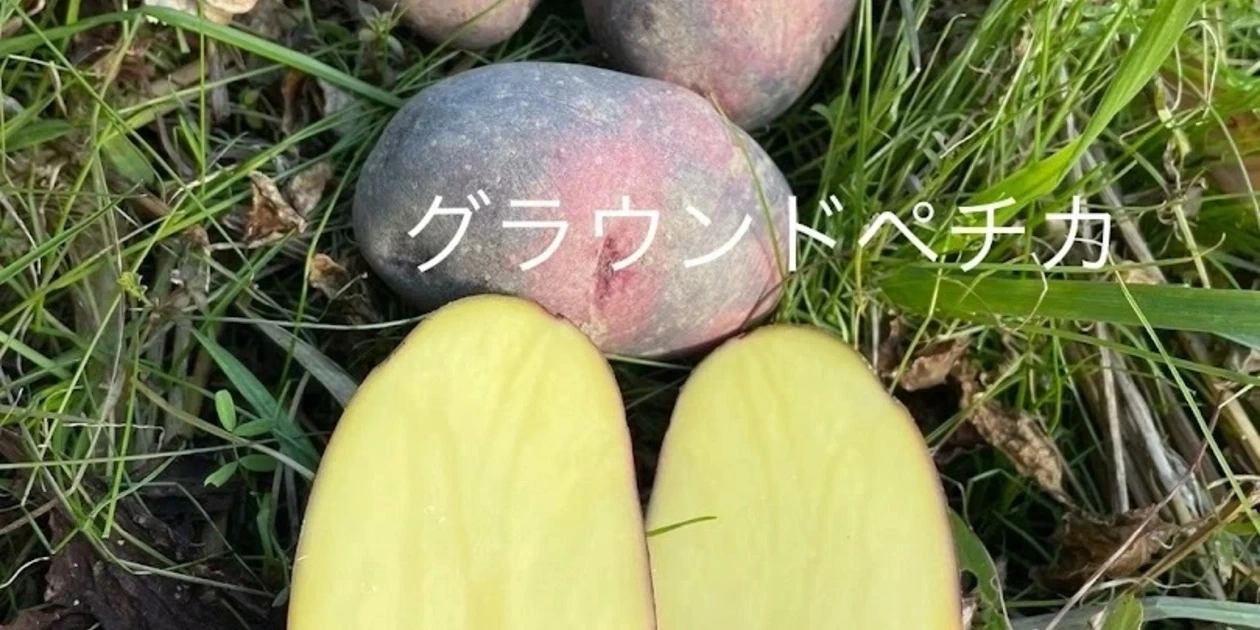 自然栽培】グラウンドペチカ デストロイヤー（肥料・農薬不使用） 和泉