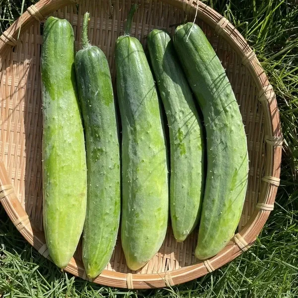 きゅうり キュウリ 胡瓜 新鮮野菜 農家直送 ハウス栽培 良品 楽天市場】【送料無料】徳島県産 きゅうり 5kg 秀品 新鮮 胡瓜