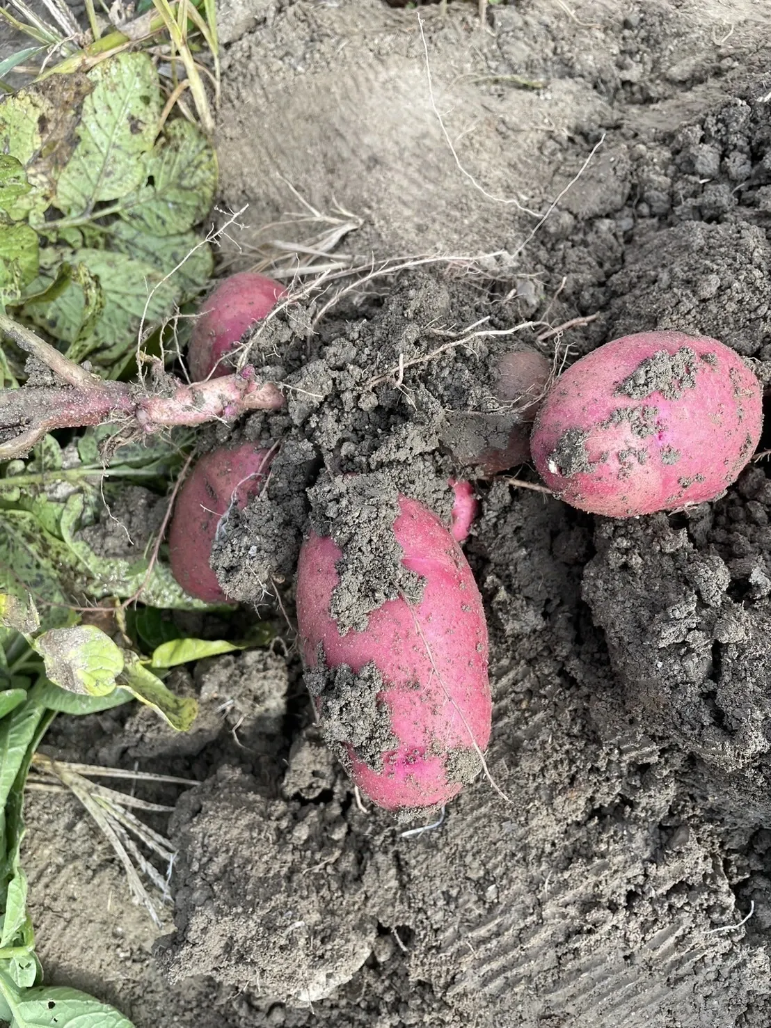 新じゃがいも レッドムーン 農薬不使用 20kg｜千葉県産 自然栽培】レッドムーン 赤じゃがいも（肥料・農薬不使用） 和泉農園