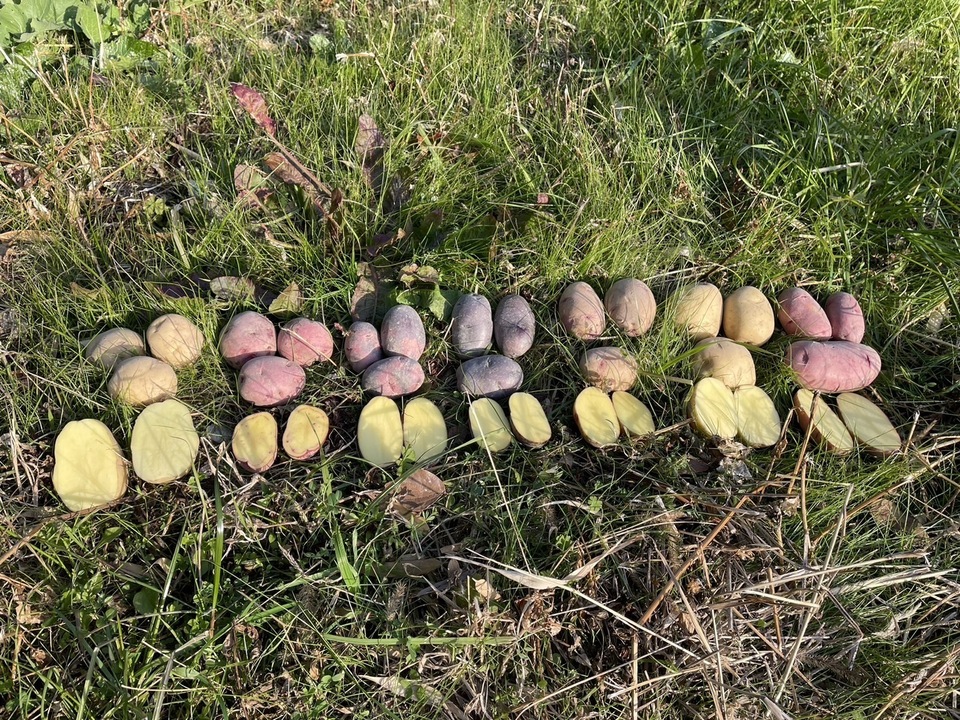 幻の　じゃがいも　ジャガイモ　17 幻の じゃがいも ジャガイモ 17 幻の じゃがいも ジャガイモ 17