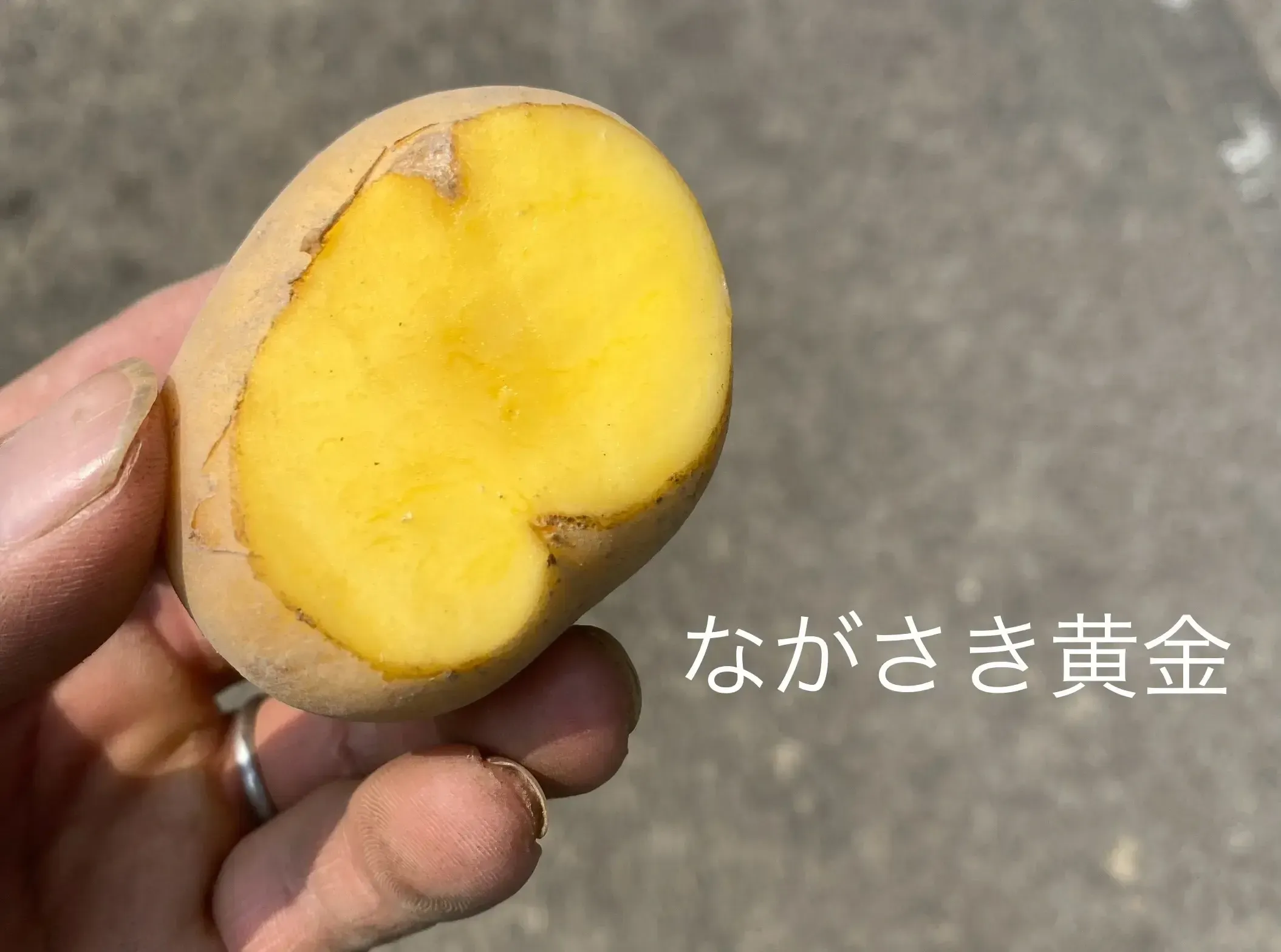 自然栽培】ながさき黄金じゃがいも 肥料・農薬不使用 和泉農園 (愛媛県
