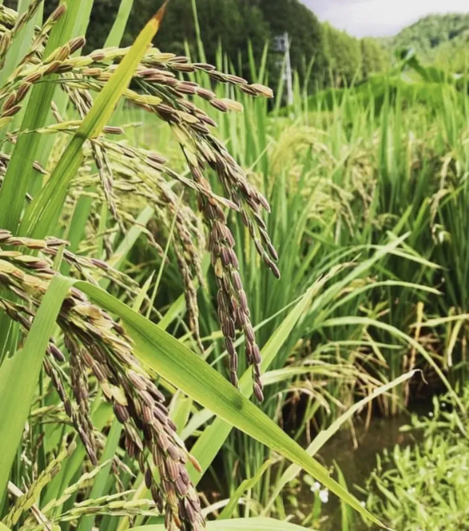 <ライスベリー>天日干し・除草剤・農薬・化学肥料不使用栽培