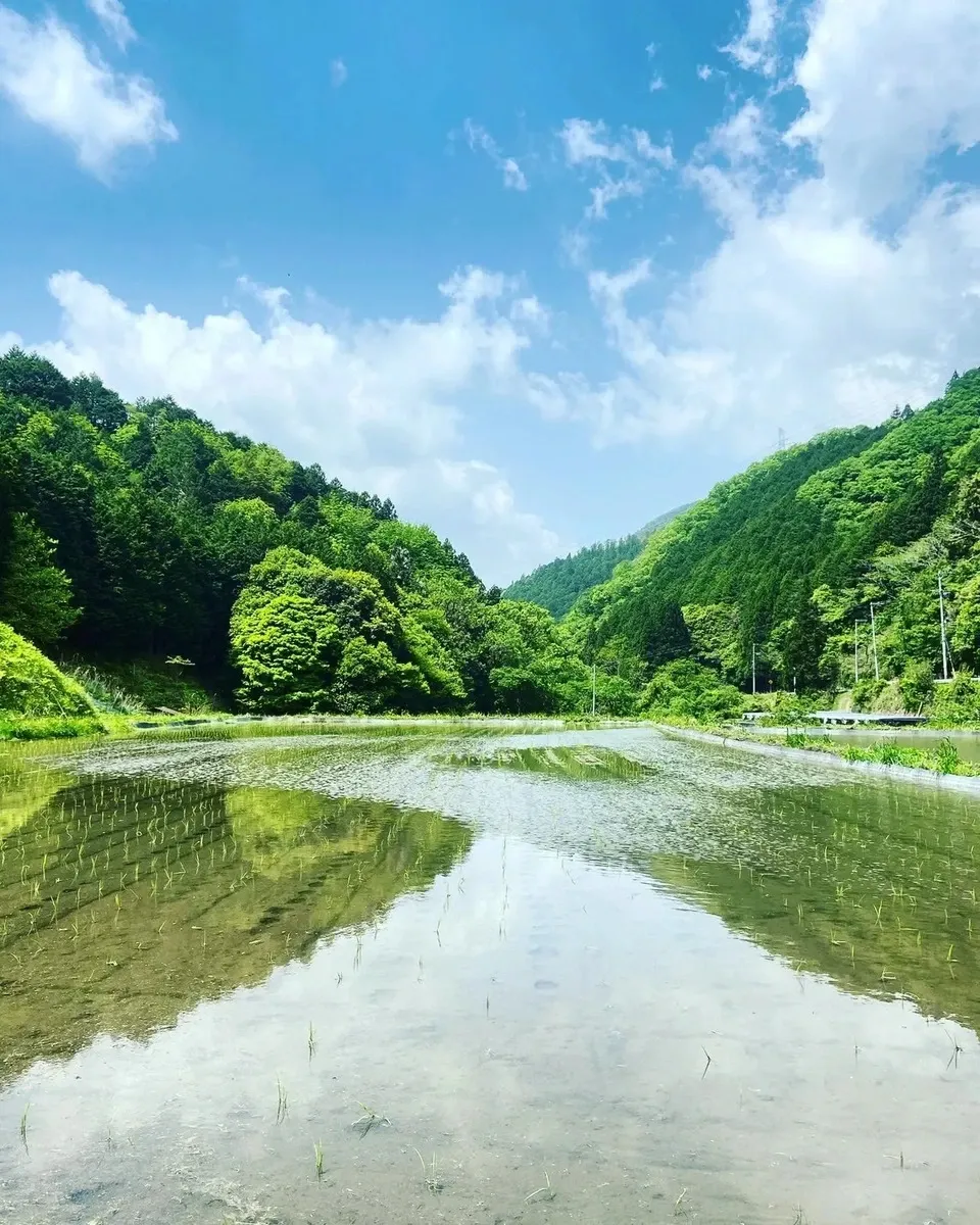 <ライスベリー>天日干し・除草剤・農薬・化学肥料不使用栽培