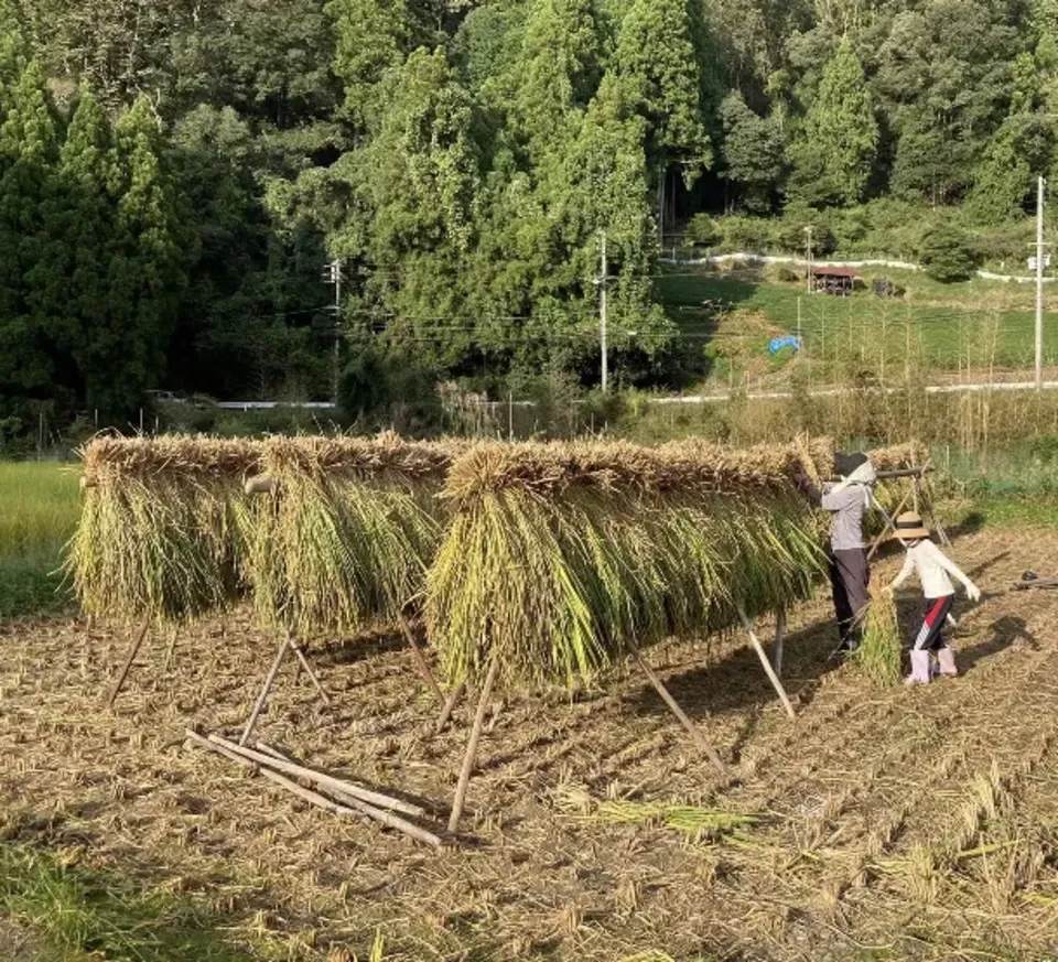 <ライスベリー>天日干し・除草剤・農薬・化学肥料不使用栽培