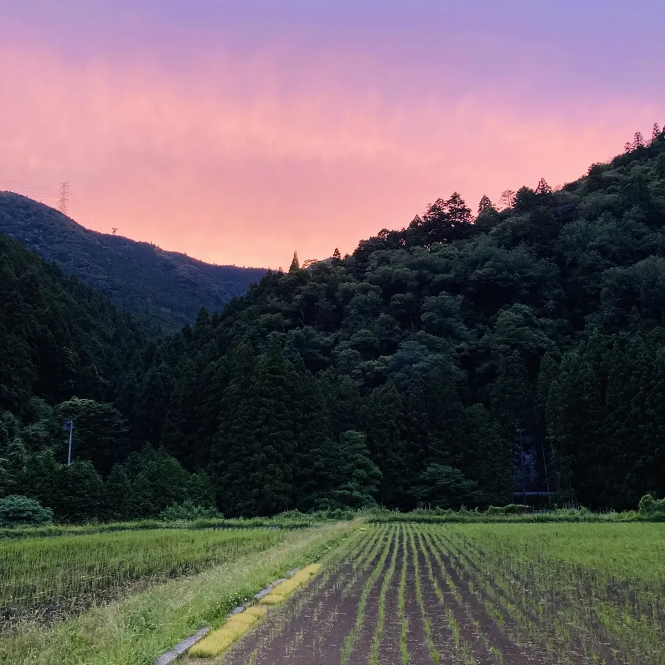 <ライスベリー>天日干し・除草剤・農薬・化学肥料不使用栽培