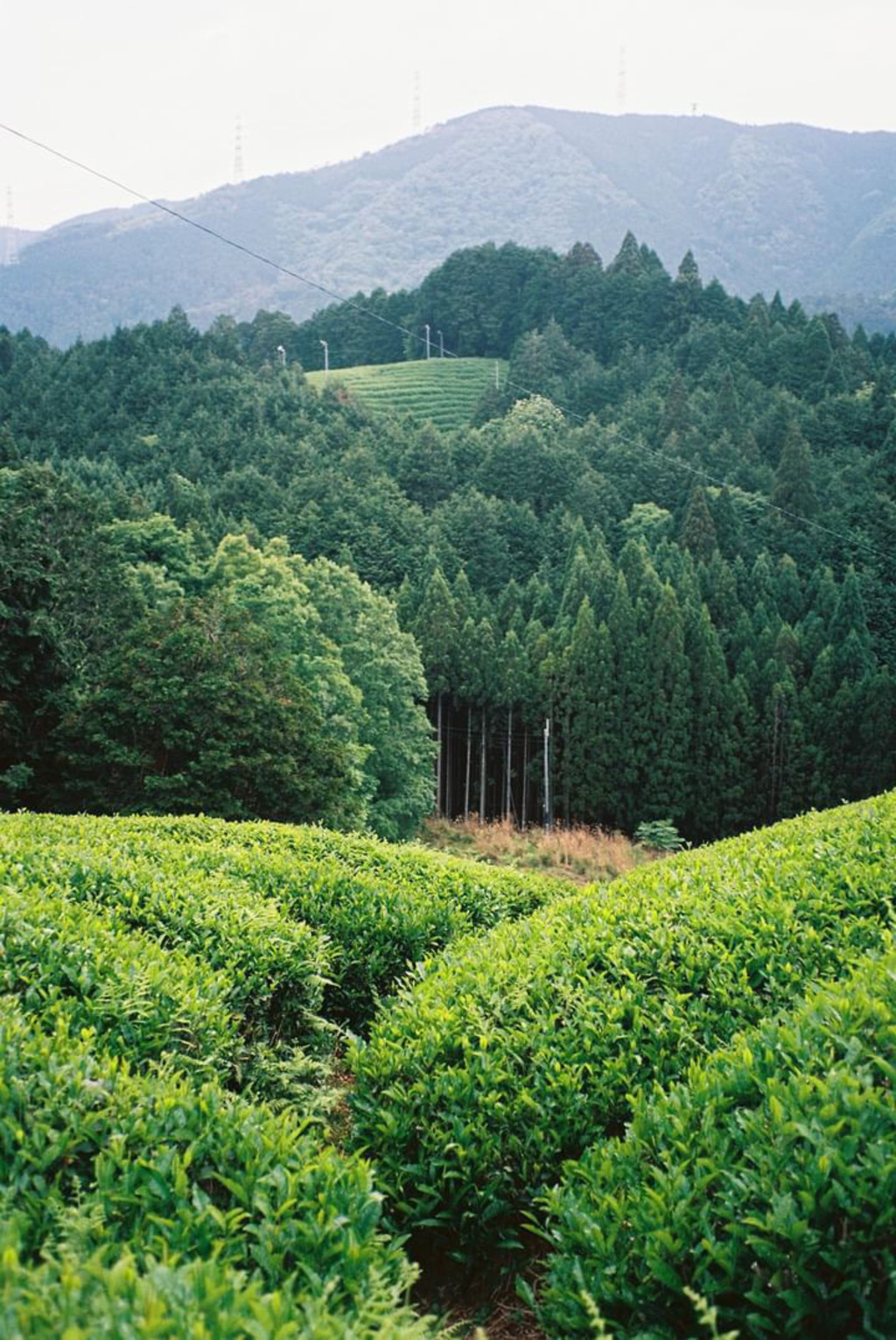 抹茶 化学肥料・農薬不使用栽培 京都和束町産 Jack Farm (京都府