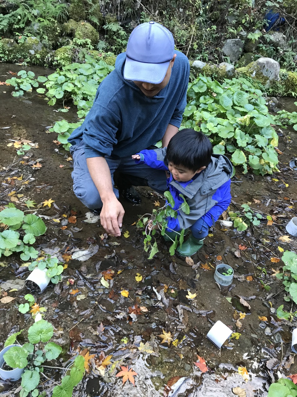 天城山麓の恵み！無農薬本わさび