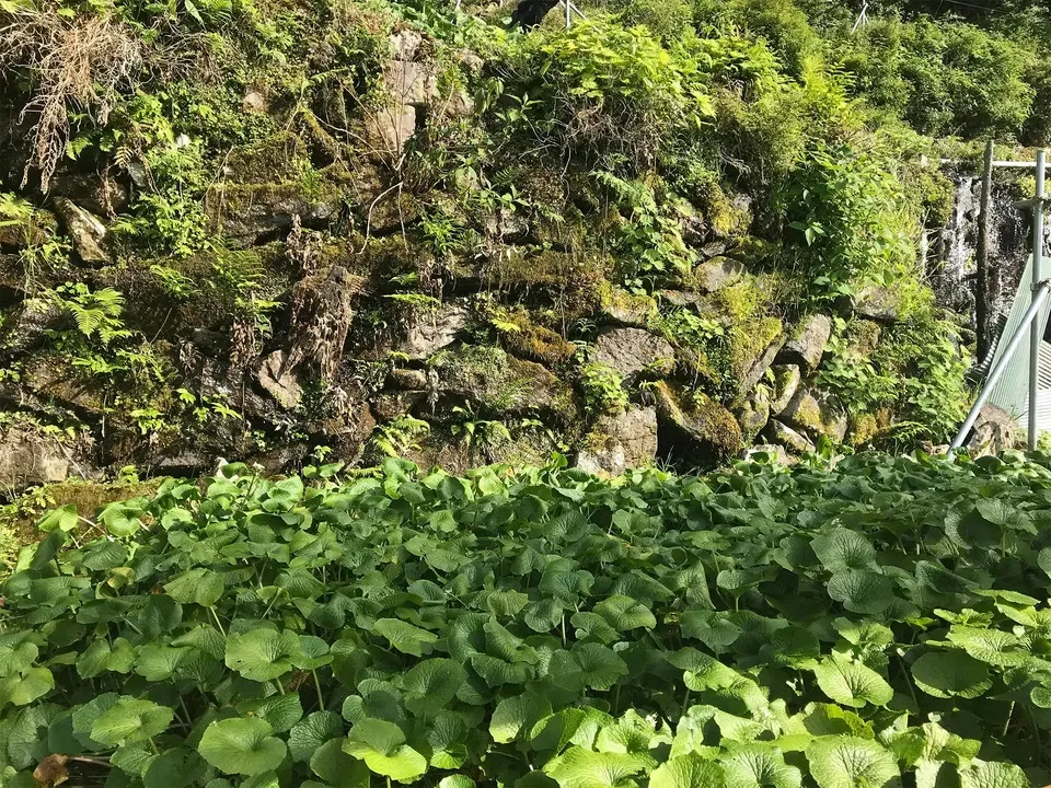 最高級品種！無農薬　真妻わさび１２０g