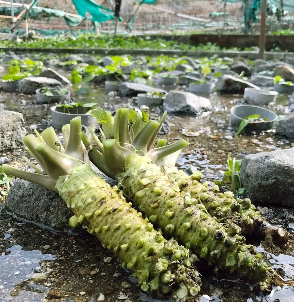 最高級品種！無農薬 真妻わさび120g jadarasa (静岡県産