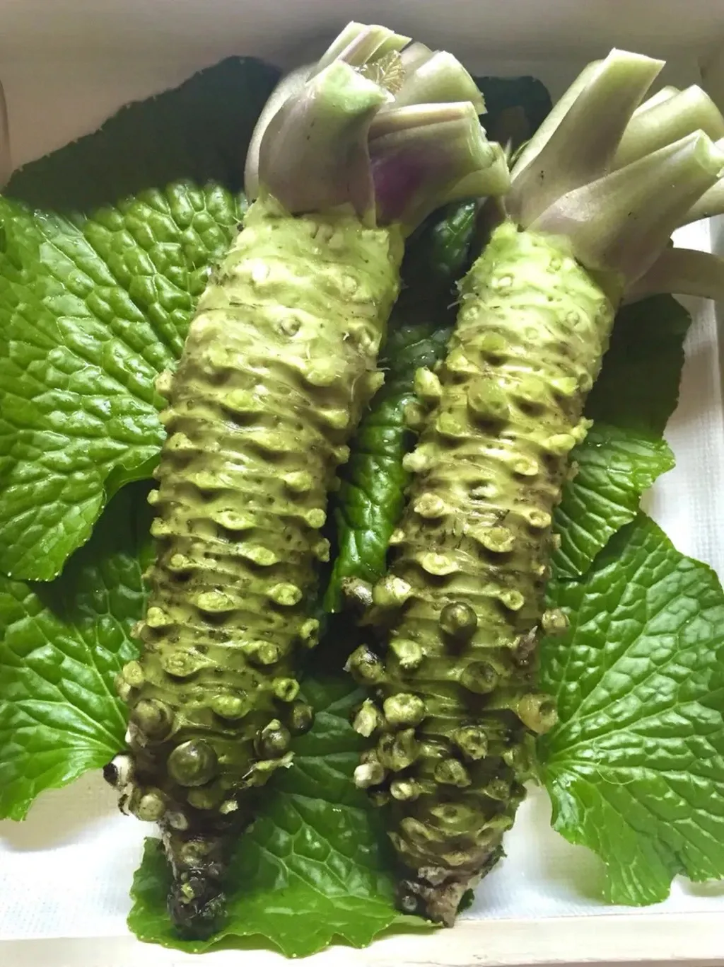 西伊豆源流栽培　無農薬わさび 300グラム Organic wasabi made from spring water - 西伊豆源流栽培 無