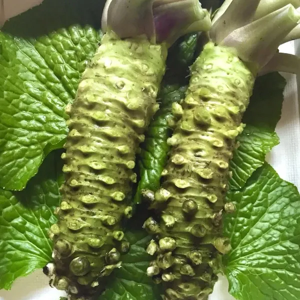_600x600_231206205603.webp