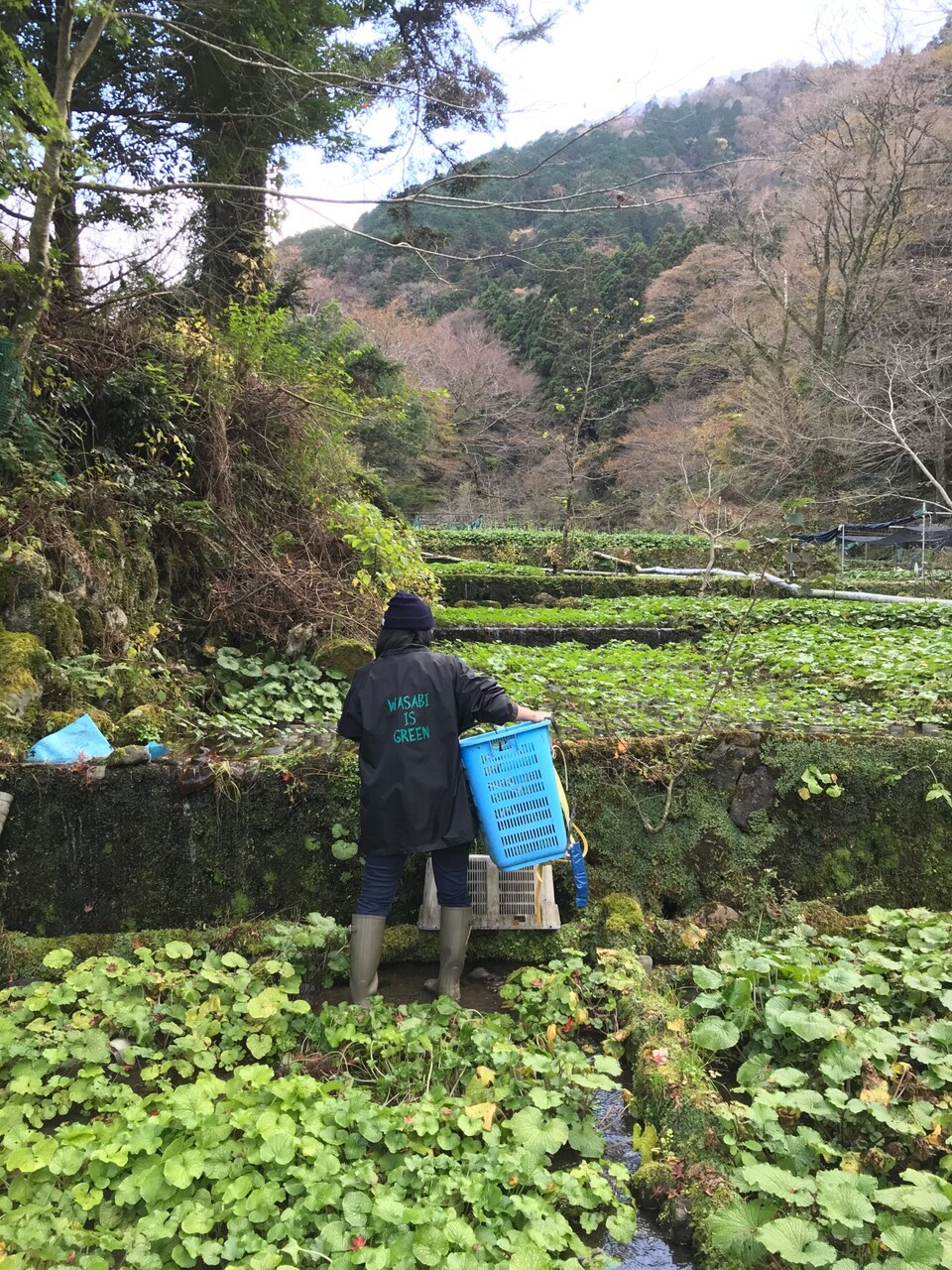 天城山麓の恵みワサビ！　１２０g以上