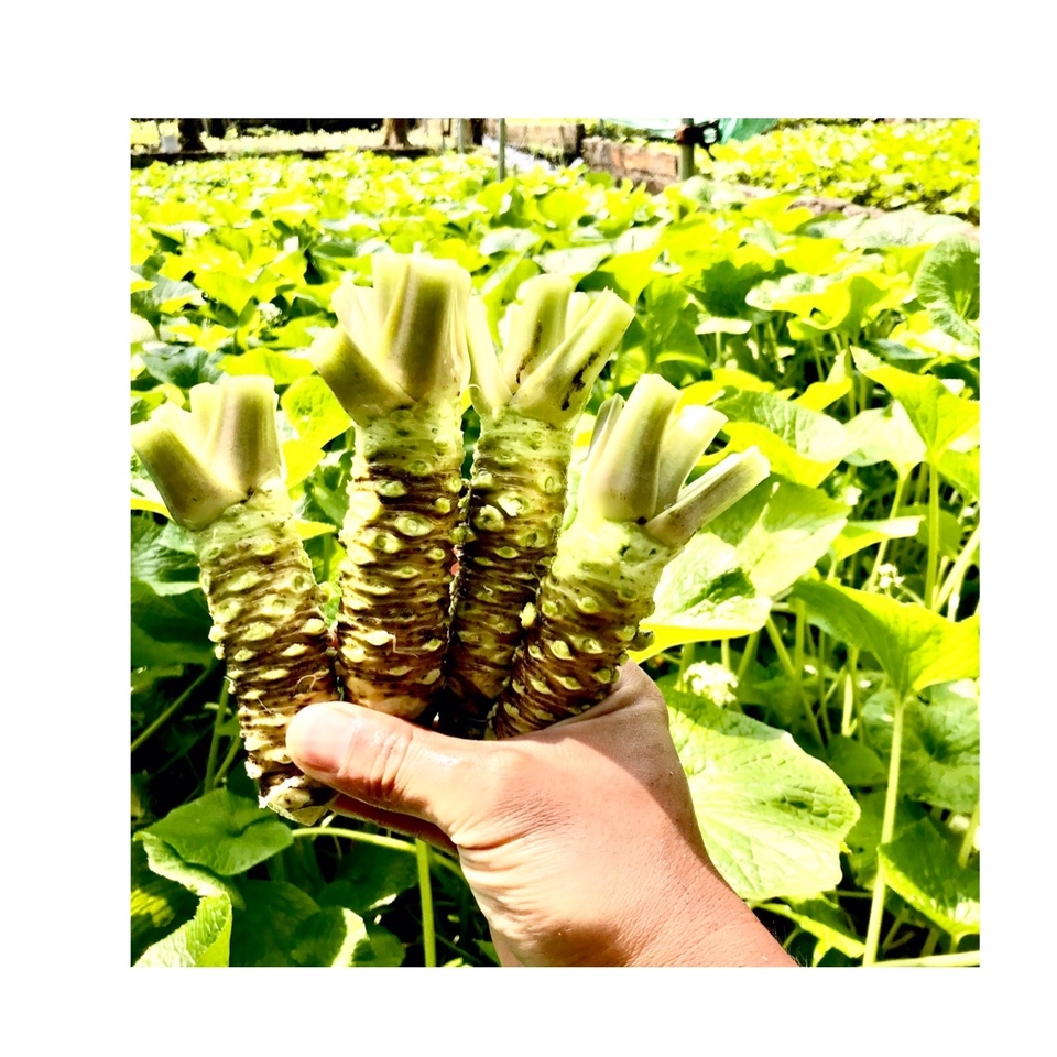 天城山麓の恵みワサビ！　１２０g以上
