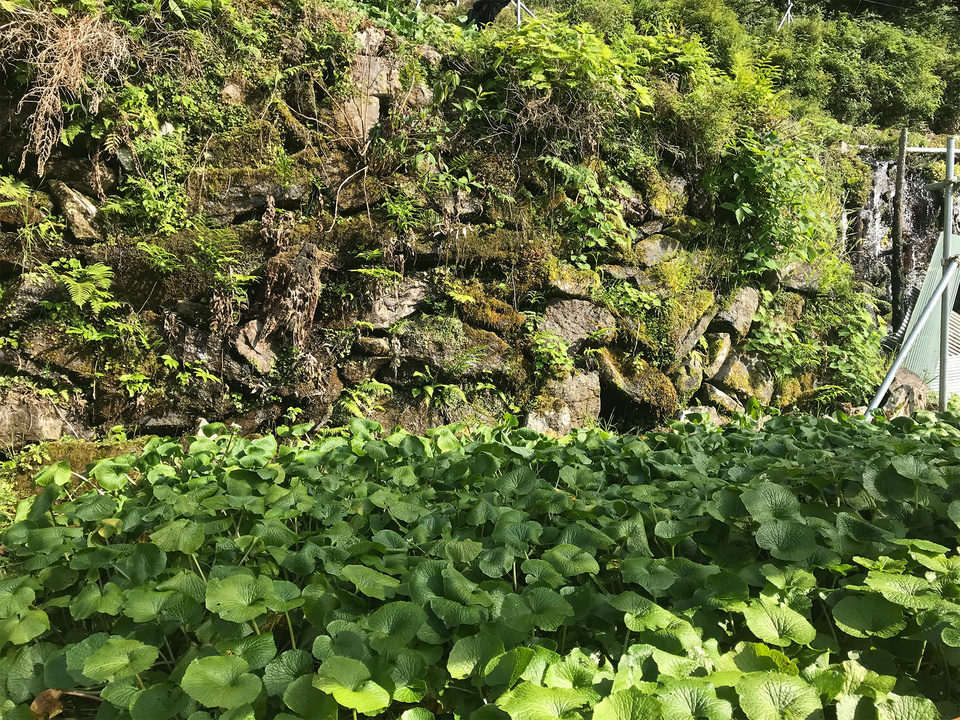 最高級品種!真妻わさび 農薬不使用です