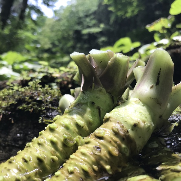 天城山麓の恵み！無農薬本わさび jadarasa (静岡県産) 野菜