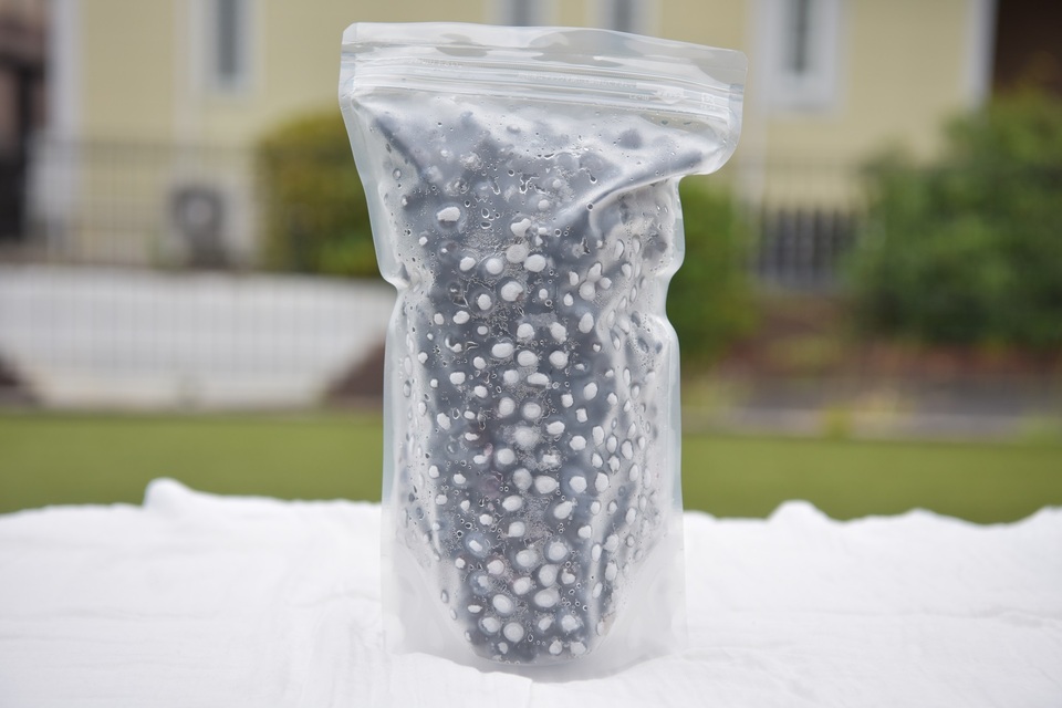 完全自然栽培【加工用冷凍ブルーベリー】 無洗浄の新鮮な状態で冷凍し