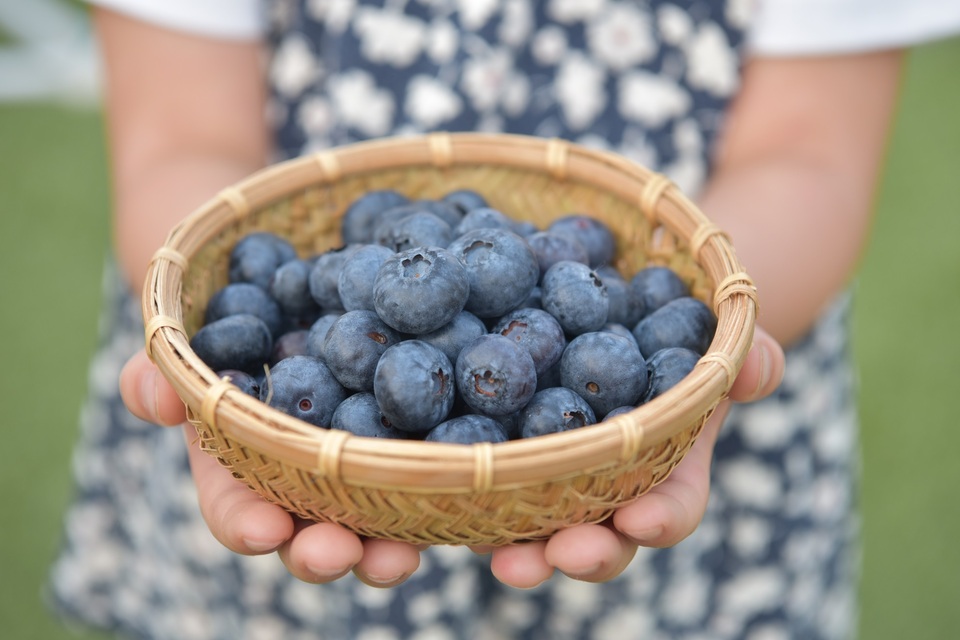 完全自然栽培【加工用冷凍ブルーベリー】 無洗浄の新鮮な状態で冷凍し