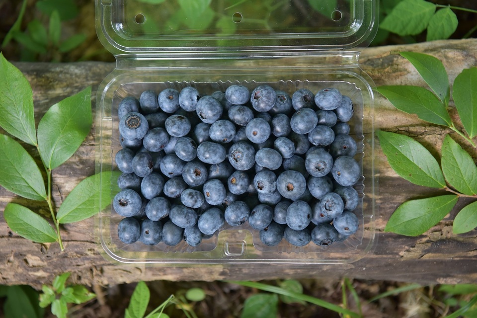 完全自然栽培【加工用冷凍ブルーベリー】 無洗浄の新鮮な状態で冷凍し