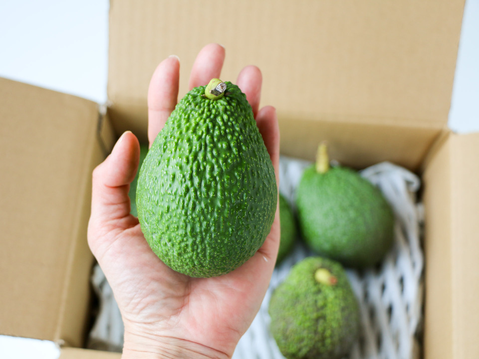 無農薬・肥料不使用＜奇跡の国産・愛媛アボカド＞興居島の自然と育む旬の味を産地直送