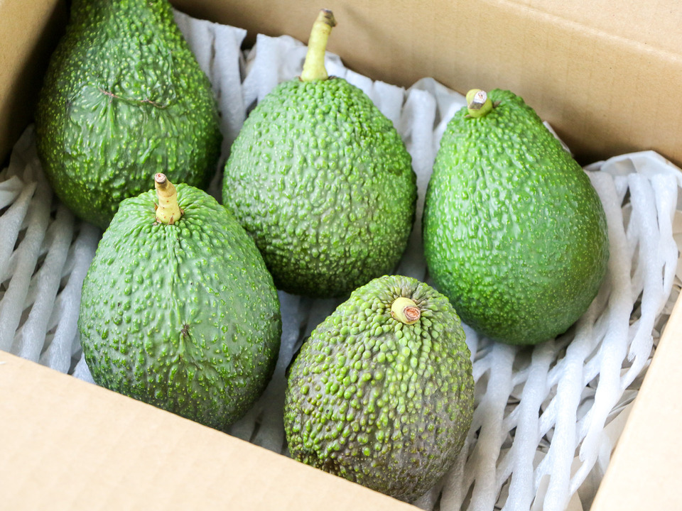無農薬・肥料不使用＜奇跡の国産・愛媛アボカド＞興居島の自然と育む旬