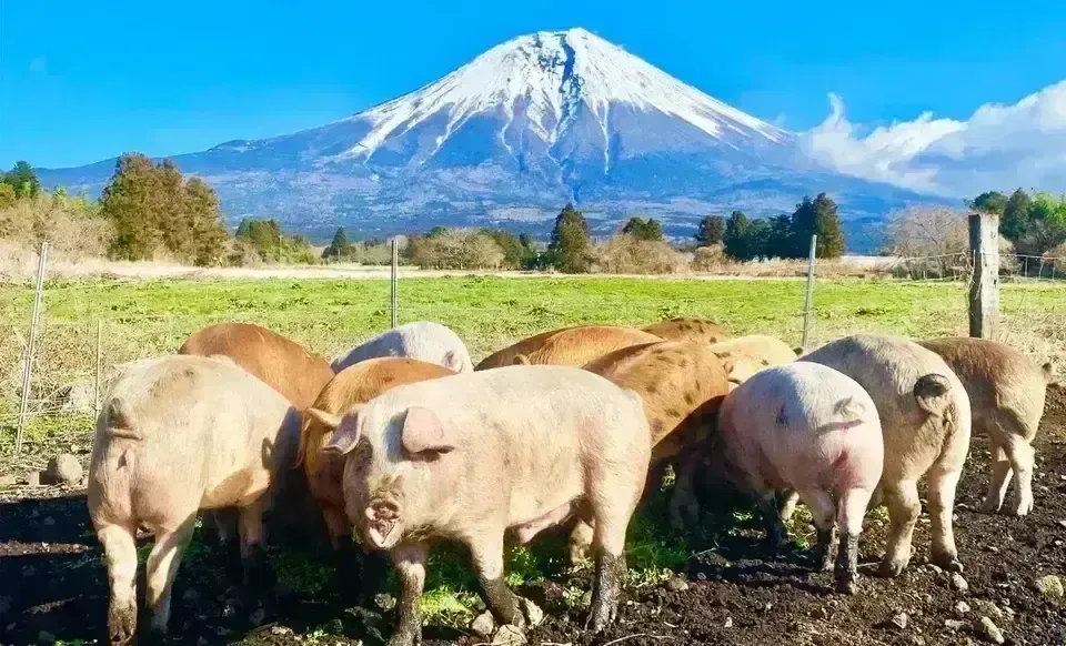 本格製法ベーコン・ハム・ソーセージ<国産放牧豚の無塩せき燻製セット>抗生物質不使用豚・食品添加物不使用・独自の二重燻製仕上げ