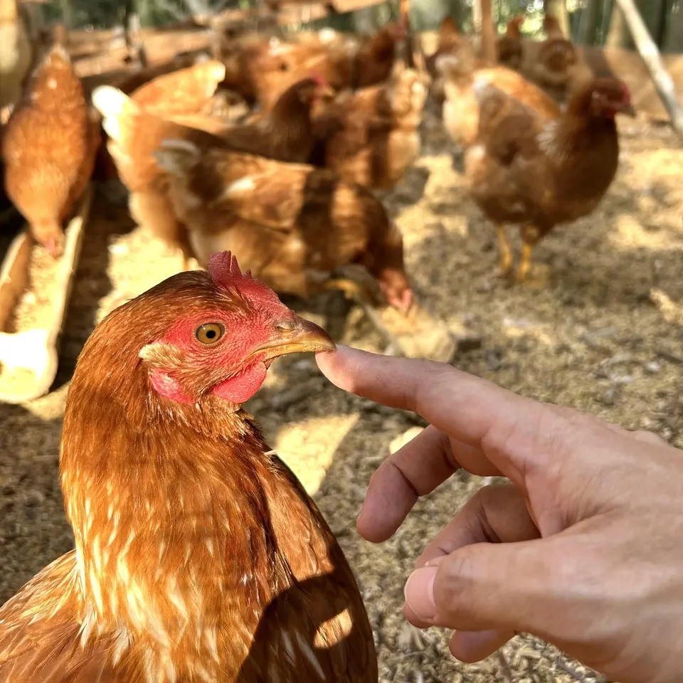 鹿児島の恵みがぎゅっと詰まった平飼い卵『楓のときめき』地元素材90%以上の自家製飼料×森の中の自然養鶏場からお届け