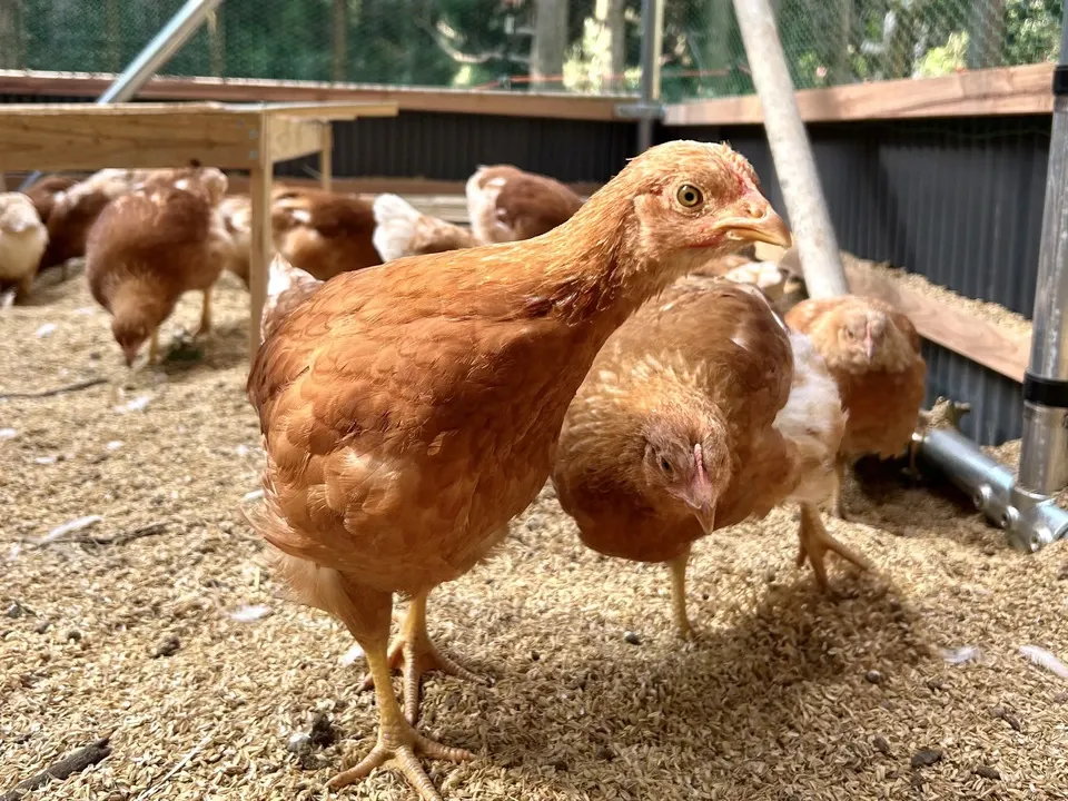鹿児島の恵みがぎゅっと詰まった平飼い卵『楓のときめき』地元素材90%以上の自家製飼料×森の中の自然養鶏場からお届け